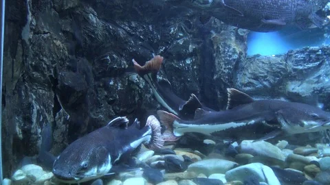 Red tailed catfish. Video stock 71641674
