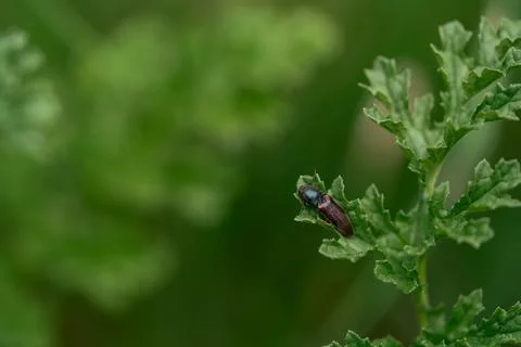 Red-tailed click beetle 库存照片