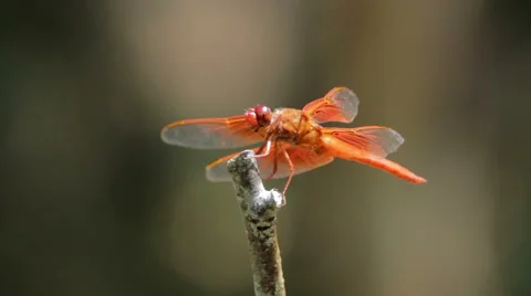 Red tailed DragonFly (Anisoptera) perched on a branch Stock-Footage 65446045