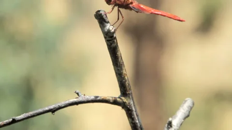 Red tailed DragonFly (Anisoptera) resting on a branch 動画素材 65446049
