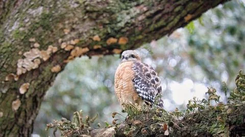 Red-tailed Falcon Stock Photos