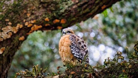 Red-tailed Falcon Stock Photos