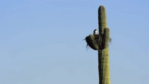 Red-tailed hawk and nest in sajuaro cactus in desert, long shot, Stock Footage 153328879