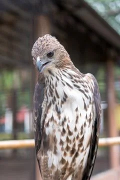Red-tailed hawk are medium-sized hawks is a bird of prey that breeds througho Stock Photos