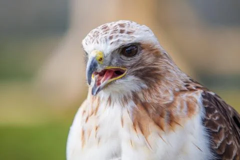 Red tailed hawk with beak open Stock Photos
