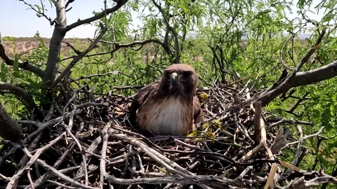 Red-tailed Hawk Bird Nesting Incubating ... | Stock Video | Pond5