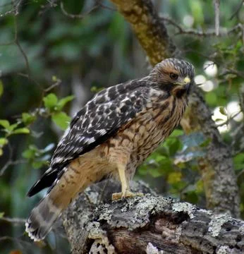 A red-tailed hawk on a branch Stock Photos