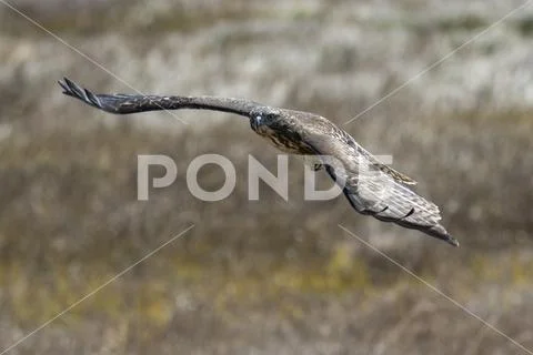 Red-tailed hawk (Buteo jamaicensis) in flight, Howard Prairie Lake Stock Photos