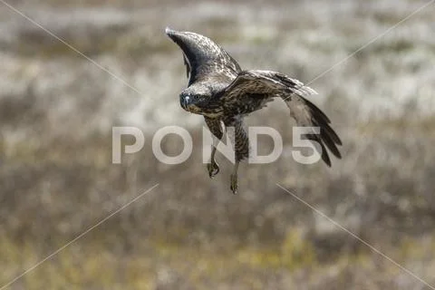 Red-tailed hawk (Buteo jamaicensis) in flight, Howard Prairie Lake Stock Photos