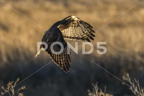 Red-tailed hawk (Buteo jamaicensis) in flight, Klamath Basin National Wildlife R Stock Photos