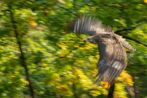 Red tailed hawk captured by panning photography against the backdrop of a leafy Stock Photos