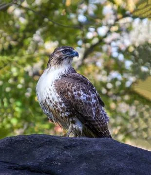 Red tailed hawk in Central Park, NYC. Stock Photos