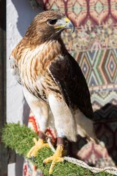 Red-tailed hawk chained and perched Stock Photos