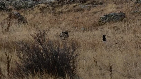 A Red-tailed Hawk Chases off some Thieving Magpies Stock Footage 120151402