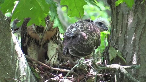 Red-tailed hawk chick eating a chipmunk closeup facing camera Stock Footage 92877122