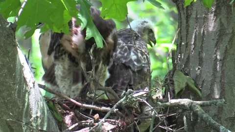 Red-tailed hawk chick eating a chipmunk facing camera Stock Footage 92877559