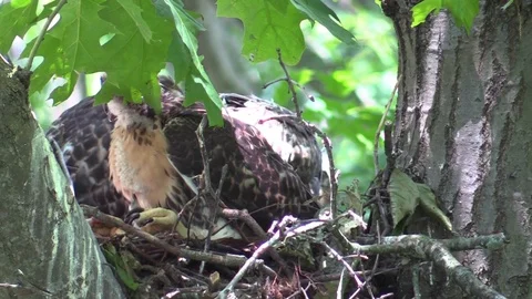 Red-tailed hawk chick stands up and stretches in nest Stock Footage 92876674