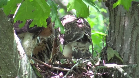 Red-tailed hawk chicks eating a chipmunk closeup Stock Footage 92877165