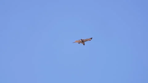Red-tailed hawk circling and a blue sky Stock Footage 313093377