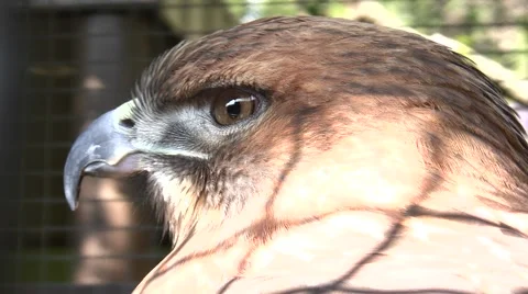 Red-Tailed Hawk close-up head shot HD Stock Footage 47622111
