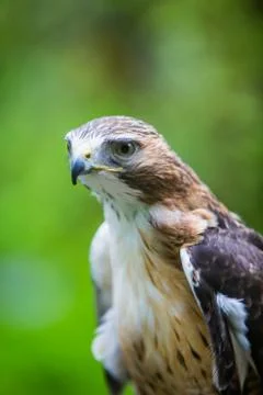 Red Tailed Hawk Close Up Stock Photos