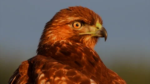Red Tailed Hawk closeup at sunset at Ridgefield NWR Ridgefield, Washington. Stock Footage 161380257