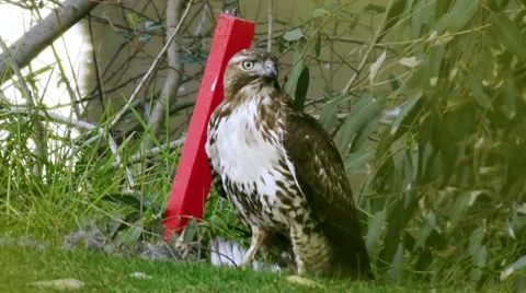 Red Tailed Hawk With Coot Bird Prey. Stock Footage 10591692