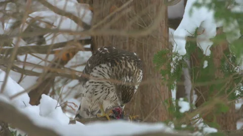 Red Tailed Hawk Devouring Prey 스톡 동영상 156366888