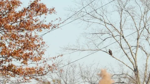 Red-tailed Hawk in distant tree with heat distortion 스톡 동영상 98155789