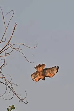 Red-tailed hawk diving on a prey Stock Photos