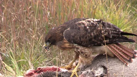 Red Tailed Hawk Eating Deer Meat Up Close - Redtailed Hawk Stock Footage 85754683