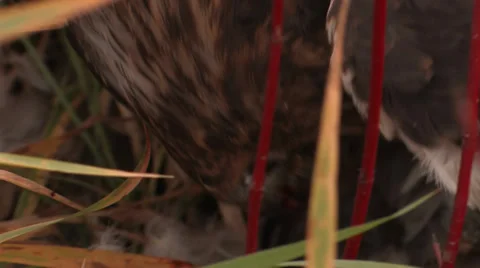 Red Tailed Hawk Eating Stock Footage 33580908