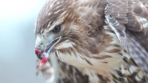 Red-tailed Hawk eating  Stock Footage 33821924