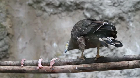 Red-tailed hawk eating meat Stock Footage 48240369