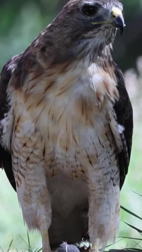 Red-Tailed Hawk Eating Prey – Close-Up, 9:16 Vertical Stock Footage 344011456