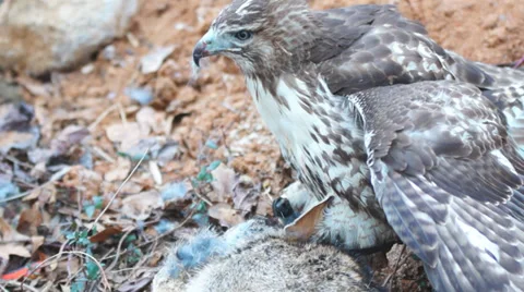 Red-tailed Hawk eating a rabbit Vídeo Stock 33822304