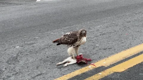 Red-tailed hawk eating Rabbit Video stock 314511472