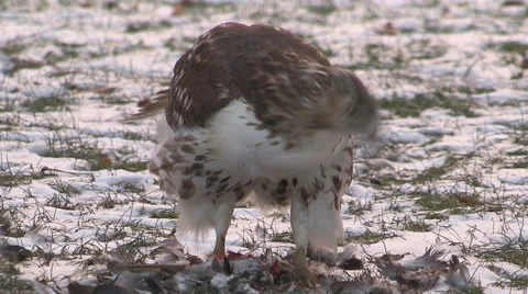 Red tailed hawk eats prey on university campus in Toronto Stock Footage 44190635