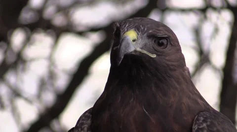 Red tailed hawk face Stock Footage 46180945