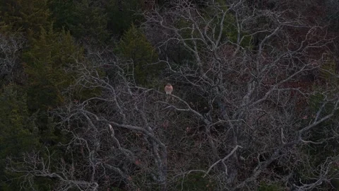 Red-Tailed Hawk Facing Camera in Bare Winter Tree, Aerial Shot Stock Footage 323979378