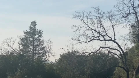 Red-Tailed Hawk Flies Off Into Horizon Stock Footage 169670346