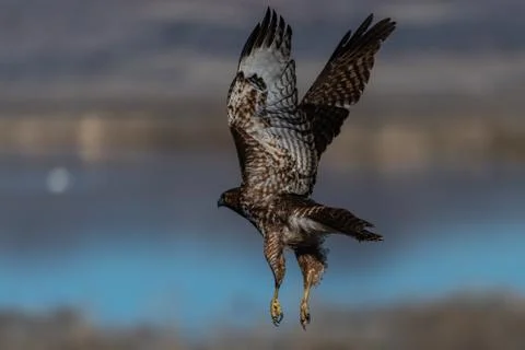Red-tailed hawk in flight hawks flying Stock Photos