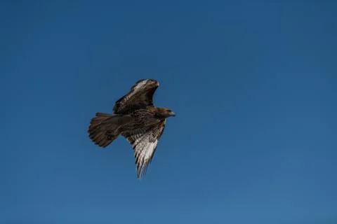 Red-tailed hawk in flight hawks flying Stock Photos
