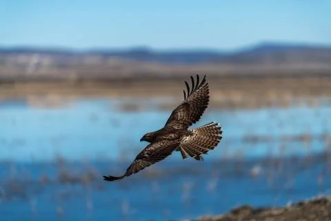 Red-tailed hawk in flight hawks flying Stock Photos