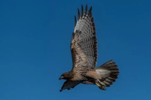 Red-tailed hawk in flight hawks flying Stock Photos
