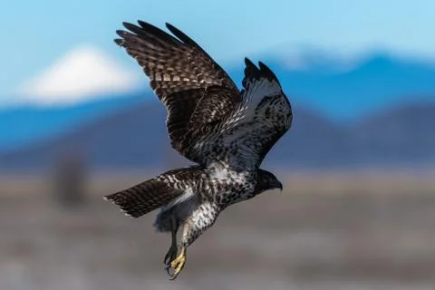 Red-tailed hawk in flight hawks flying Stock Photos