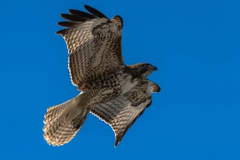 Red-tailed hawk in flight hawks flying Stock Photos
