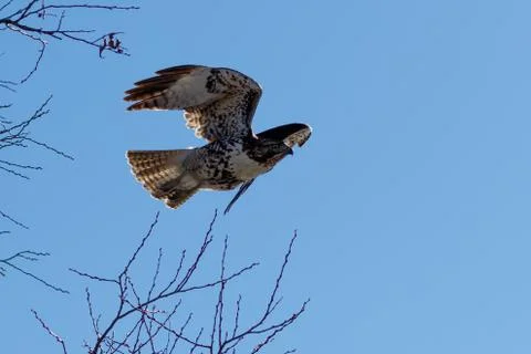 Red-tailed hawk in flight Stock Photos