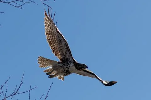 Red-tailed hawk in flight Stock Photos