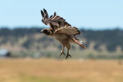 Red-tailed hawk in flight. Stock Photos